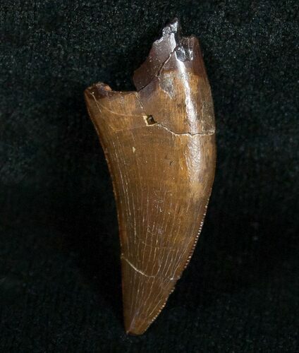 Inch Nanotyrannus Tooth - South Dakota #4545